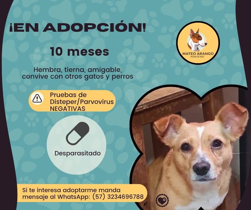 Hermosa y cariñosa perrita en adopción 