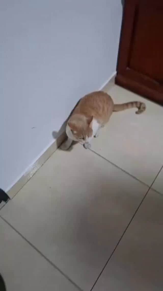 Gatito encontrado en La Pradera, Dosquebradas, Risaralda 