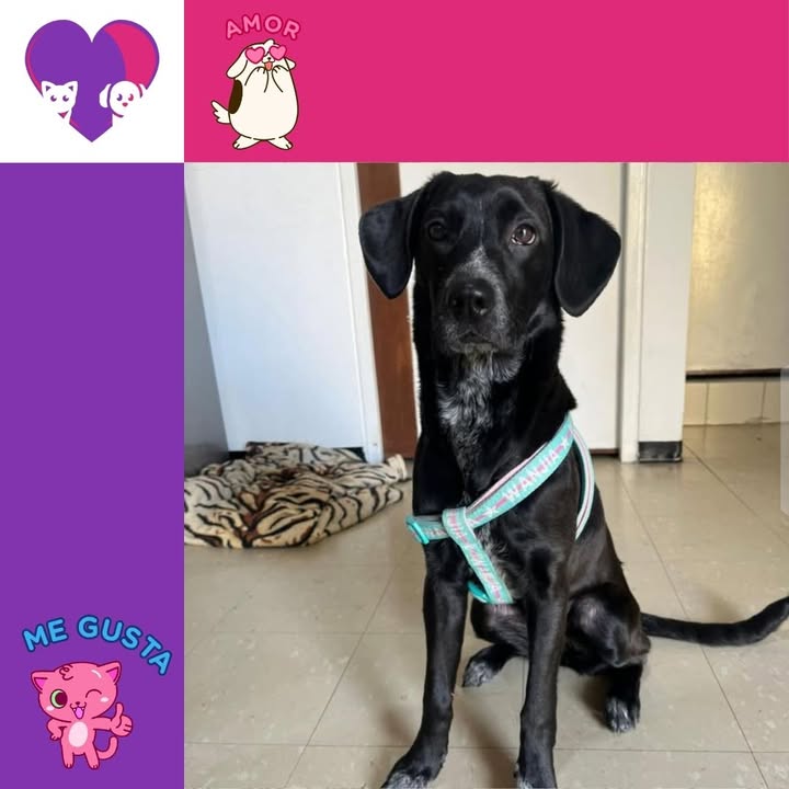 Adopta un peludo en Bogotá: ¡Dale un hogar lleno de amor! 