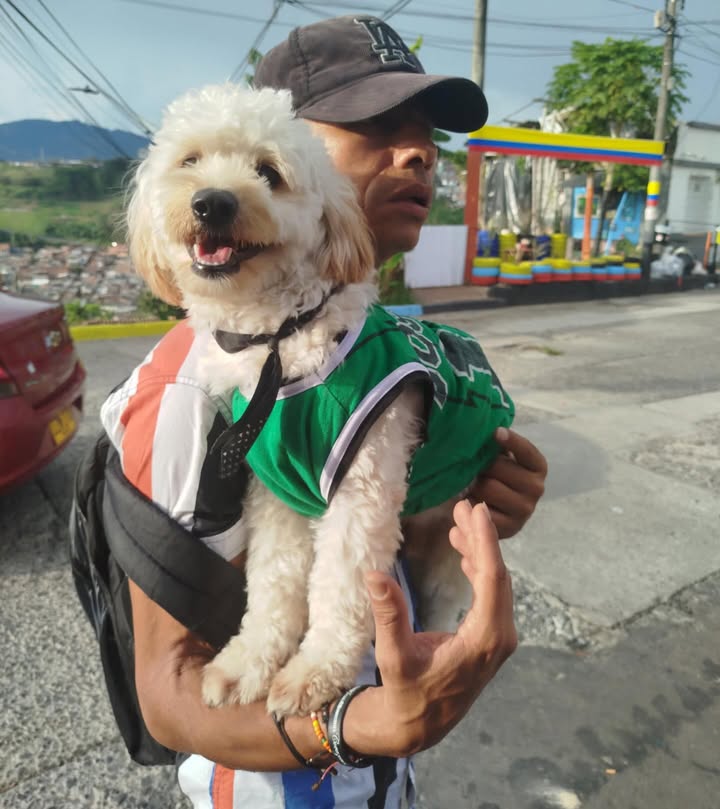 Perrito perdido en Pereira, Risaralda 