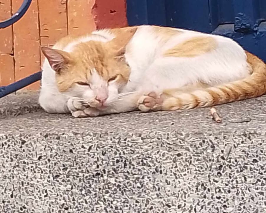 Gato busca hogar de paso o definitivo en Pereira 