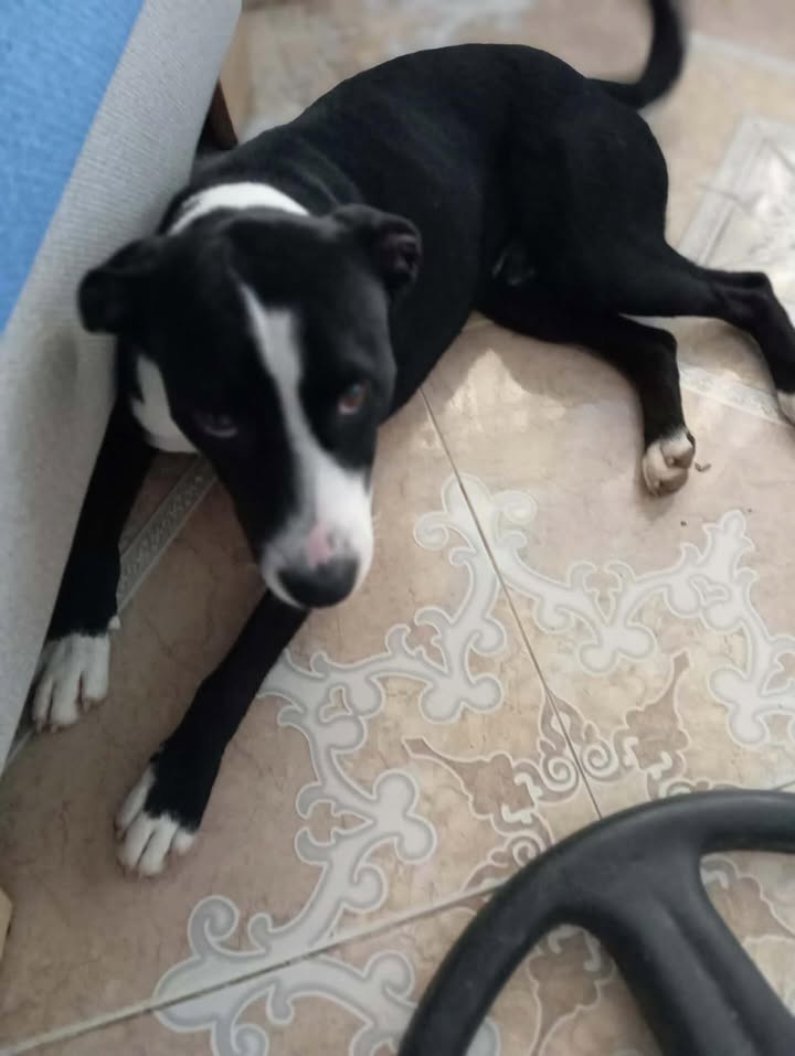 Perrito perdido en Cerritos, Pereira 