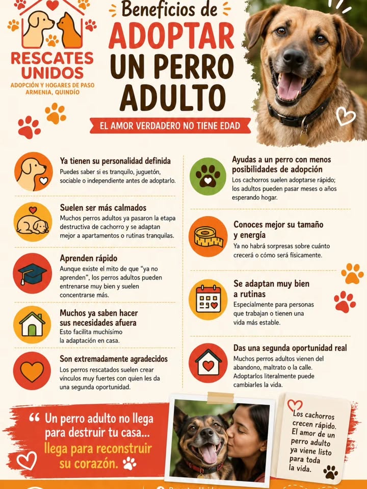 Beneficios de adoptar un perro adulto en Quindío, Colombia 