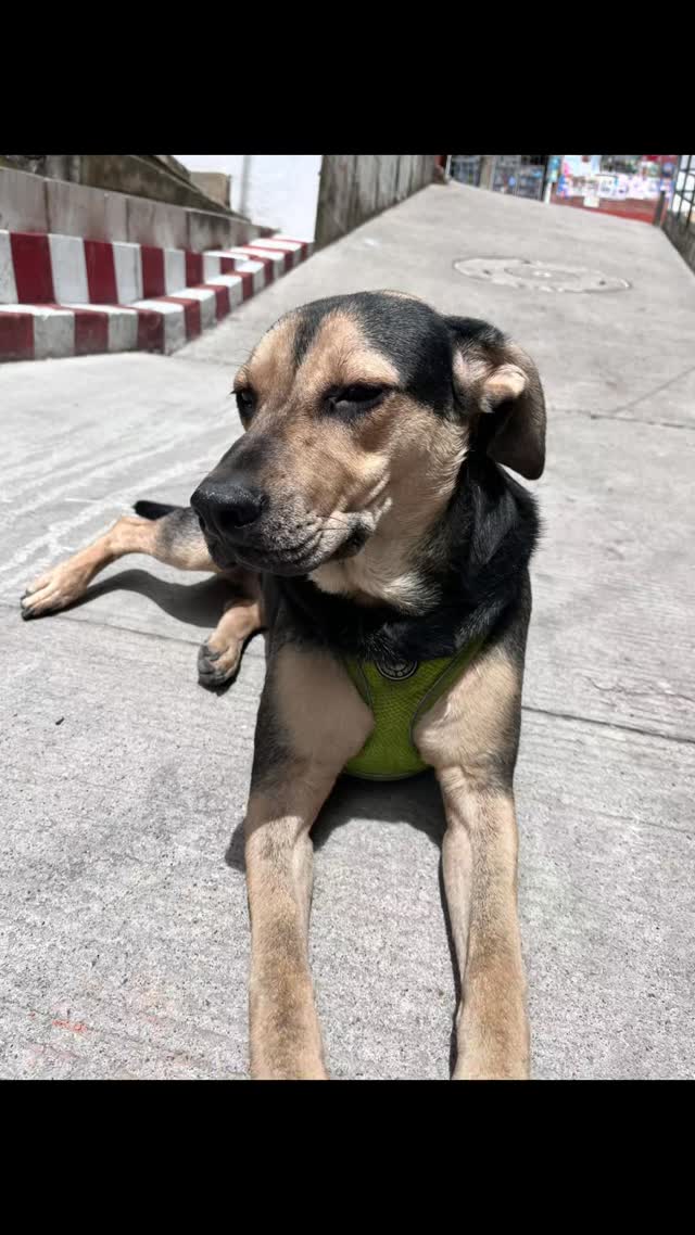 Adopción perro noble y juguetón en Bogotá 