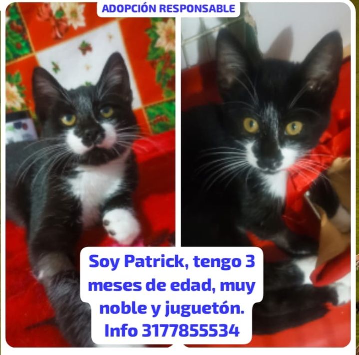 Gato en adopción responsable en Tuluá, Valle 
