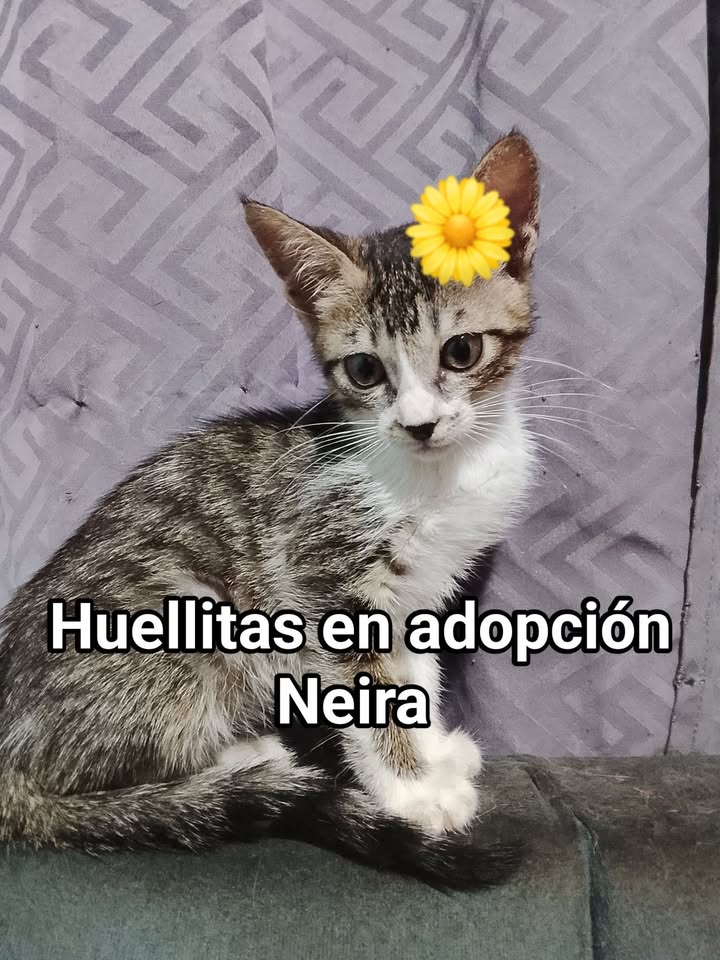 Gato en adopción en Neira, Caldas 