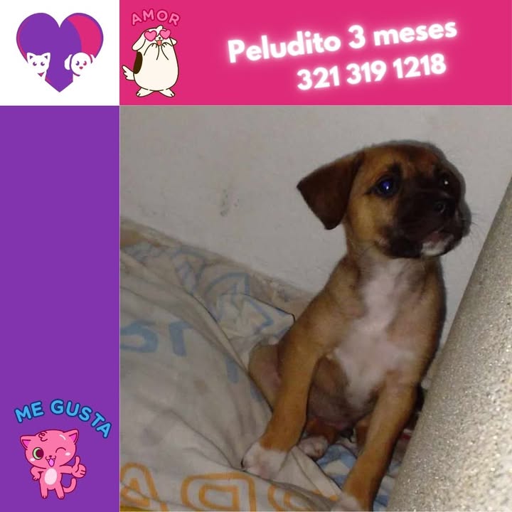 Adopta un peludo en Bogotá 