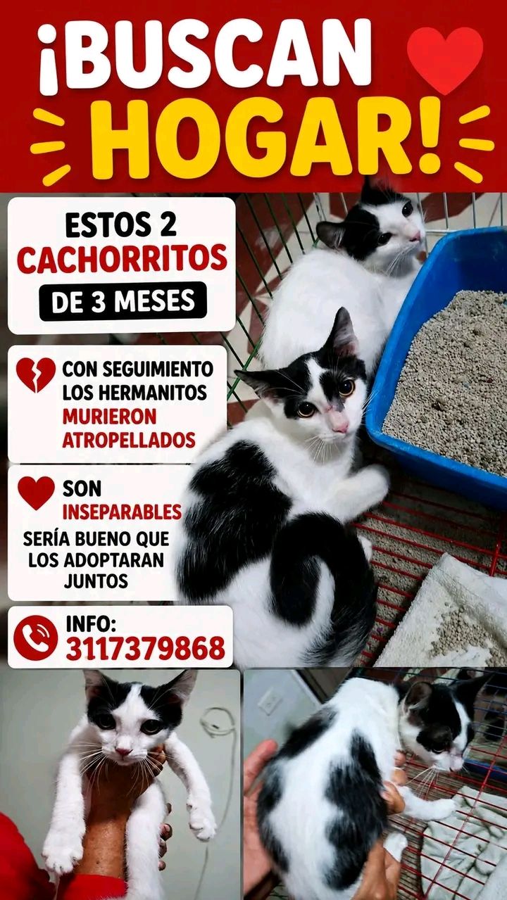 Cachorritos en Adopción Tuluá 