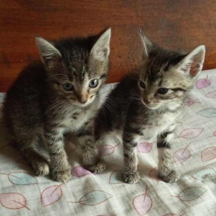 Adopción de gatitos en Pereira 