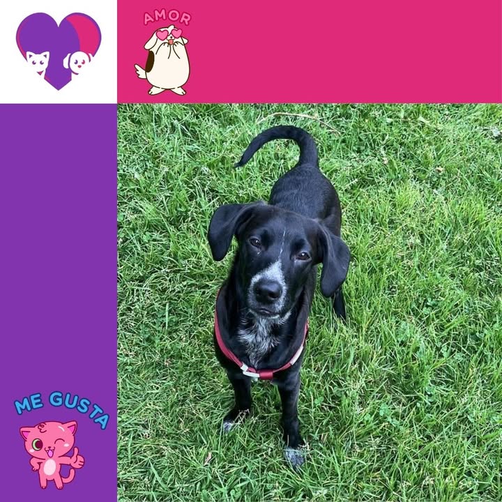 Adopta un peludo en Bogotá: ¡Dale un hogar lleno de amor! 