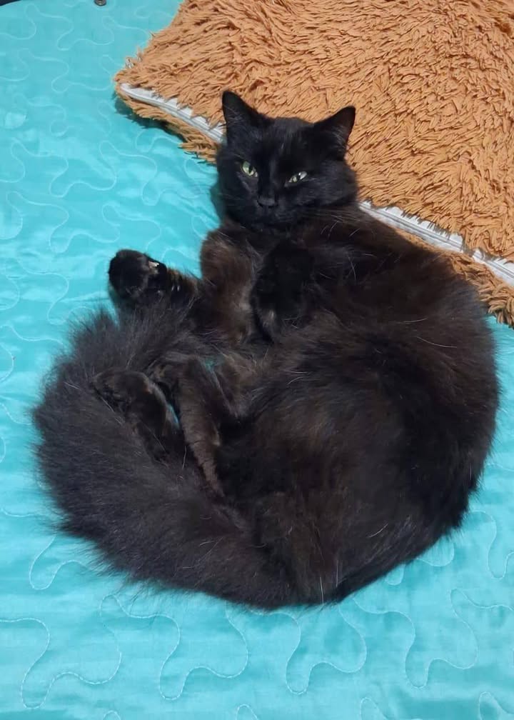 Adopción de gato macho de un año en Neira, Caldas 
