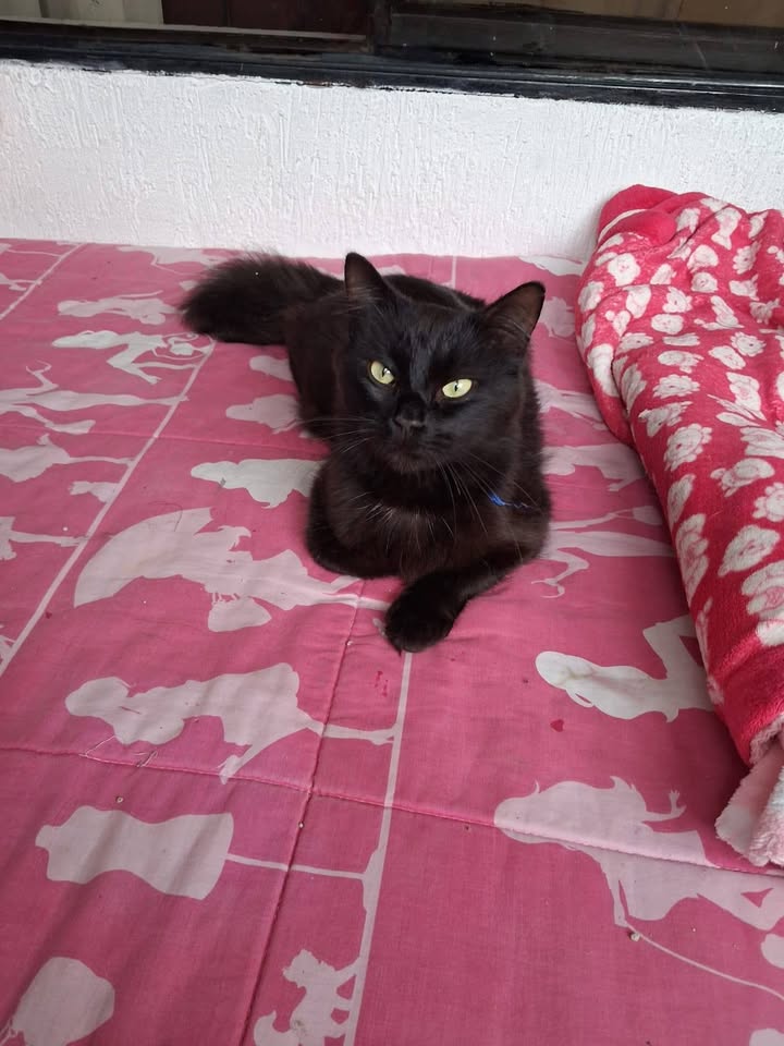 Adopción de gato macho de un año en Neira, Caldas 