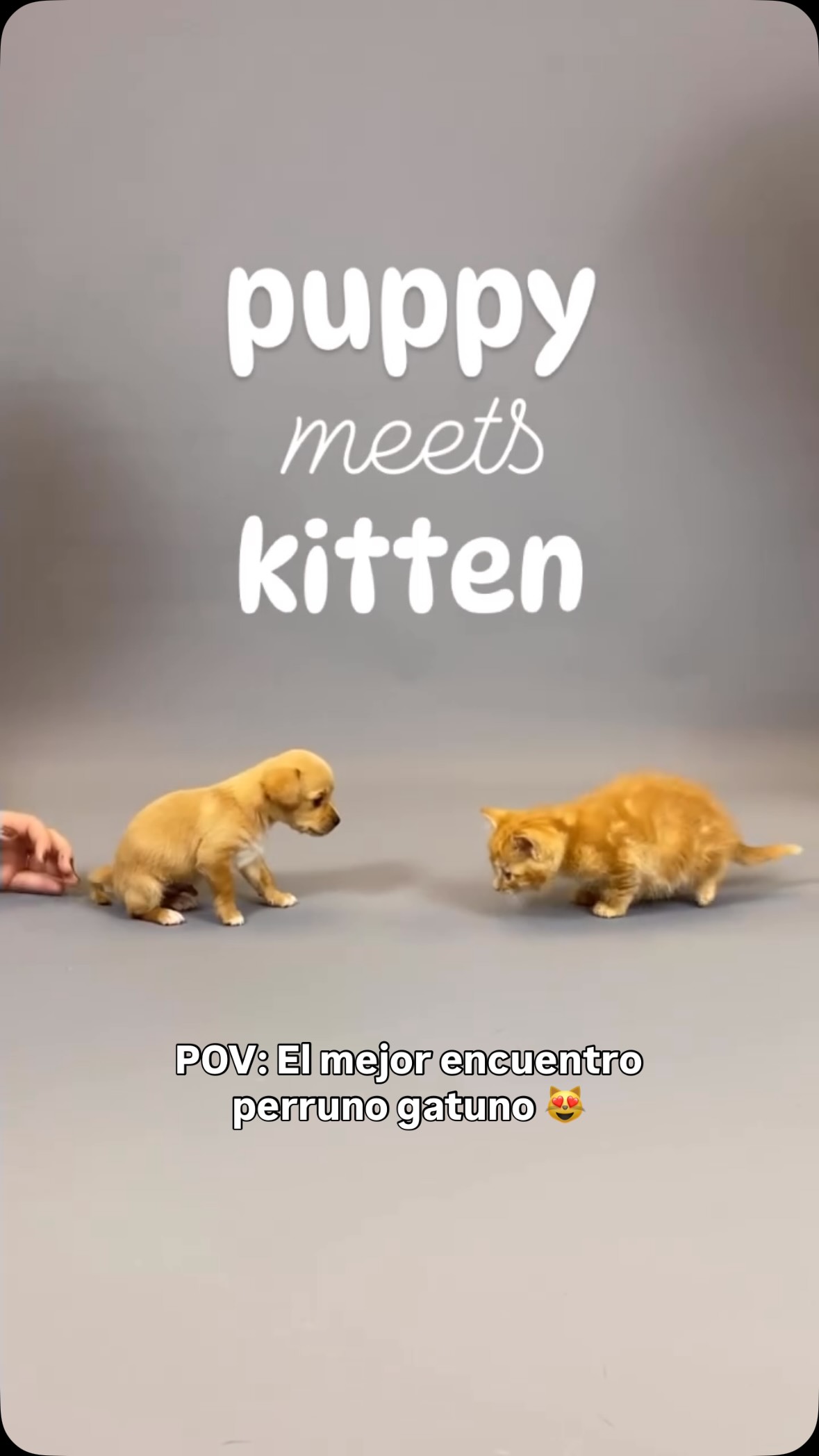 Adopta cachorros y gatitos adorables en Bogotá 
