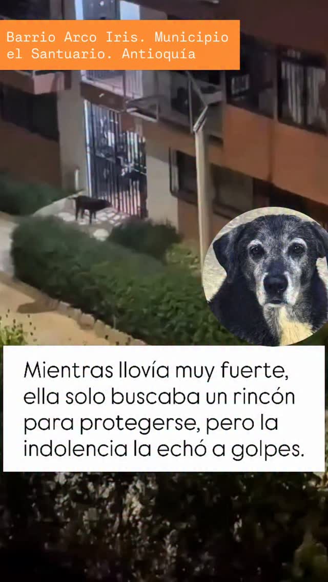 Gato Negrita busca hogar de paso o adopción responsable en El Santuario, Antioqu 