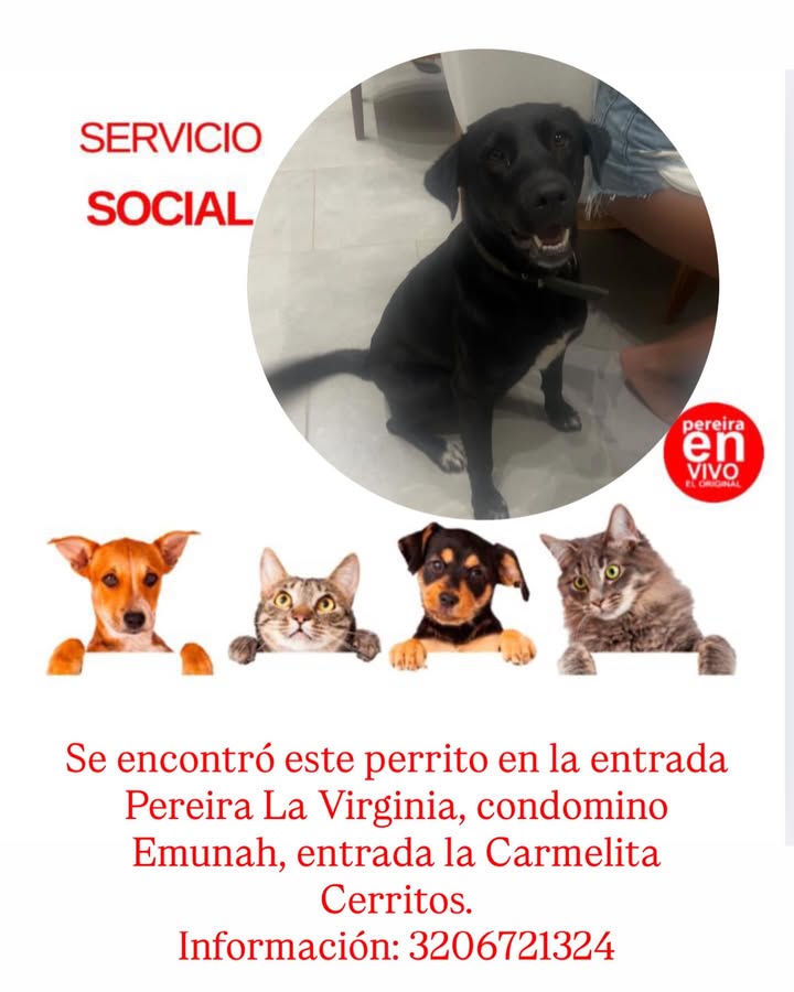 Perro encontrado en Pereira, Risaralda 