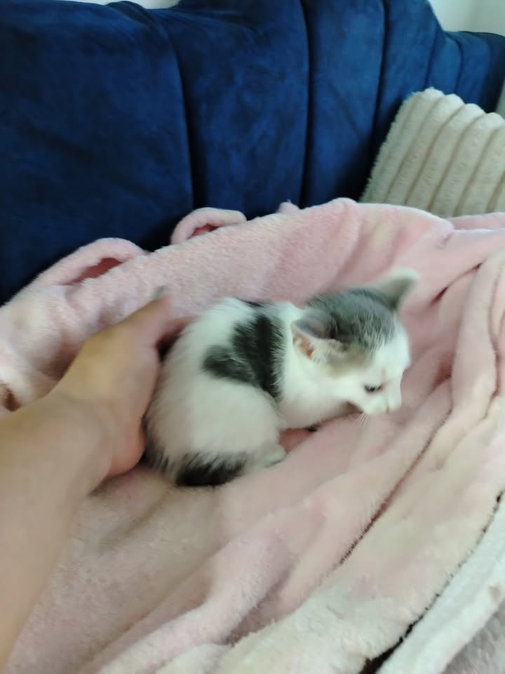 Adopta gatitos en Bogotá 