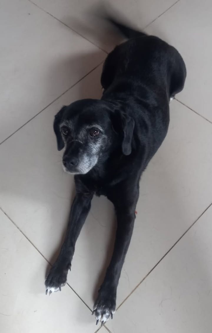 Perrita busca hogar responsable en Pereira 