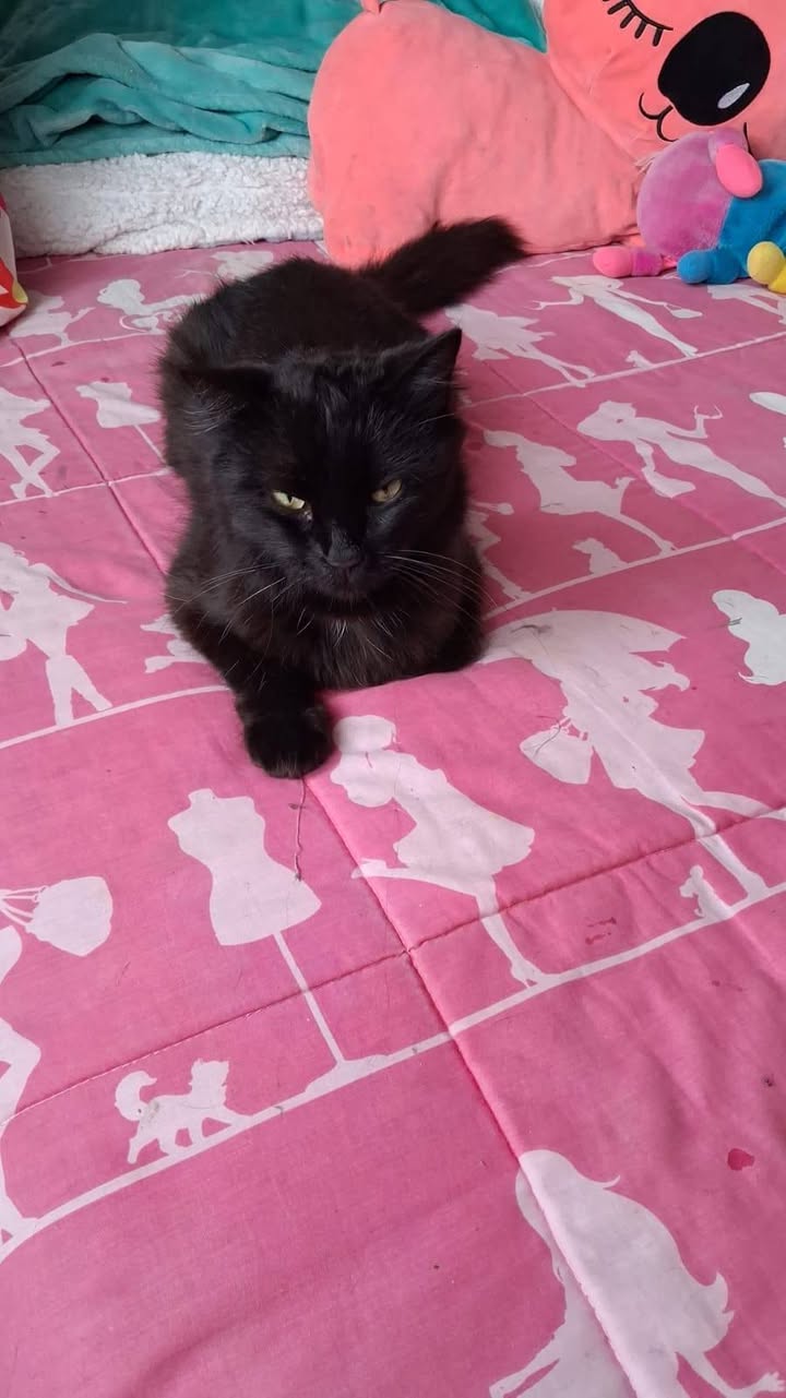 Adopción de gato macho de un año en Neira, Caldas 
