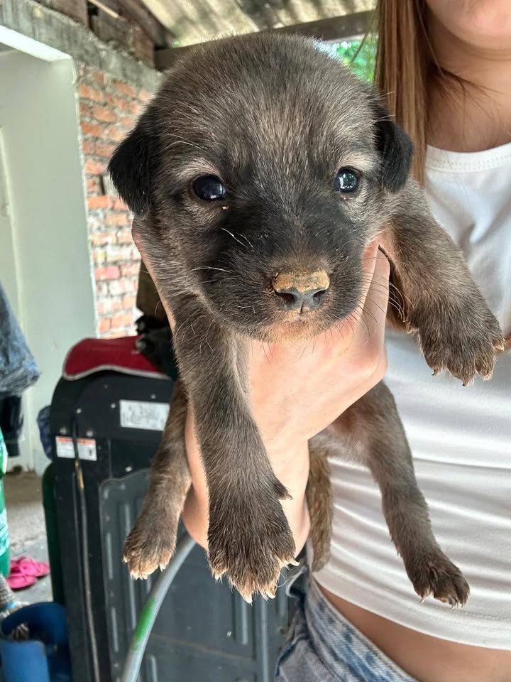 Bebés para adopción en Tuluá, Valle 