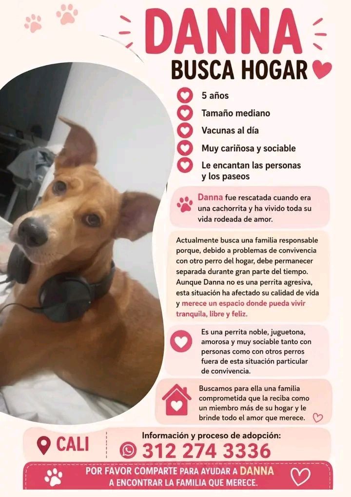 Perra Danma busca hogar en Tuluá 