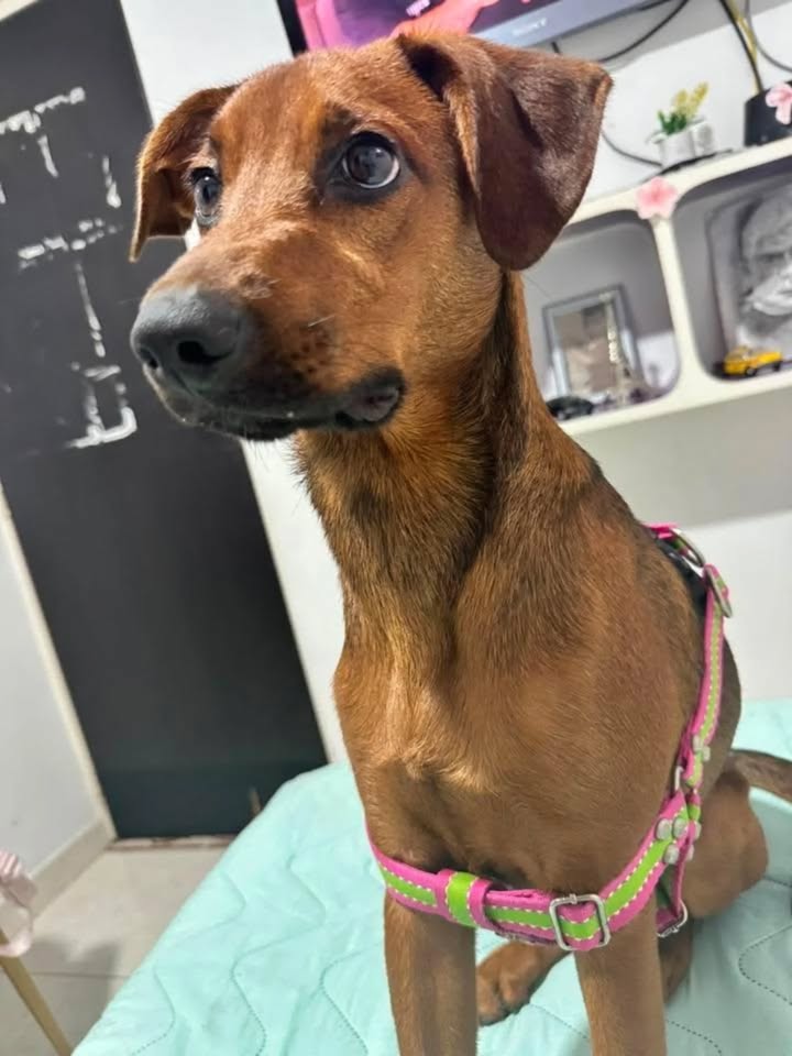 Perra de 6 meses en adopción en Pereira 