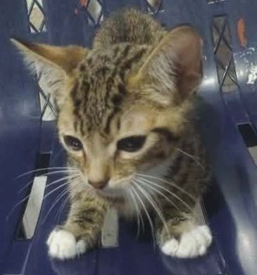 Gatico en adopción responsable en Pereira 
