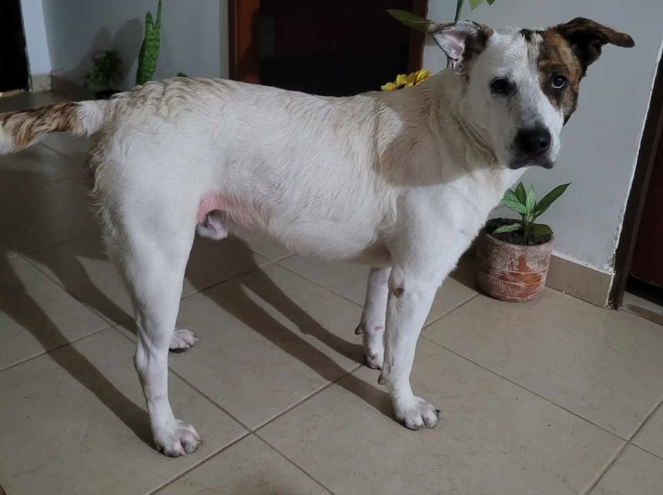 Perro encontrado en Dosquebradas 