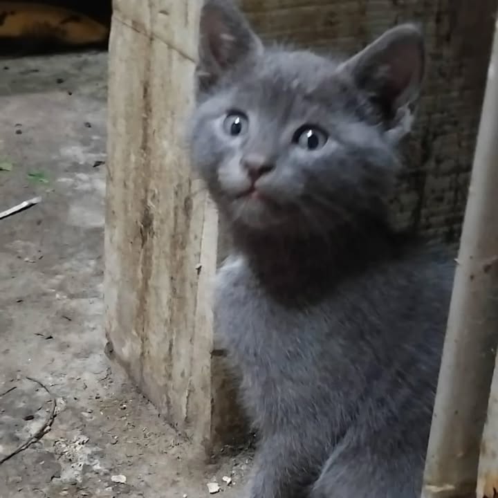 Cachorros en adopción en La Victoria, Valle 