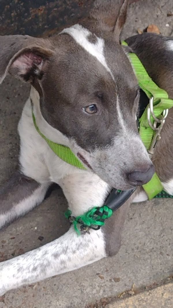 Perro gris y blanco perdido en Cali 