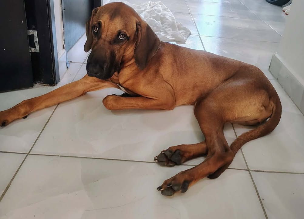 Perrito en busca de hogar responsable en Pereira, Risaralda 