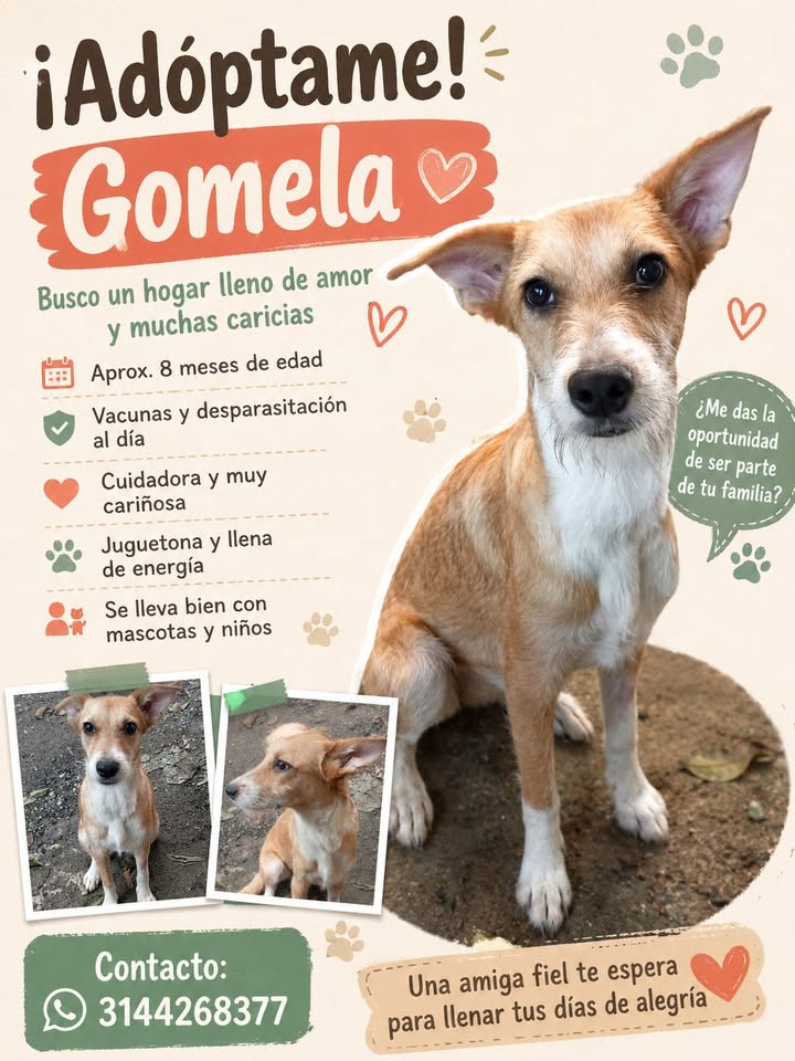 Adopción responsable de Gomela en Pitalito, Huila 