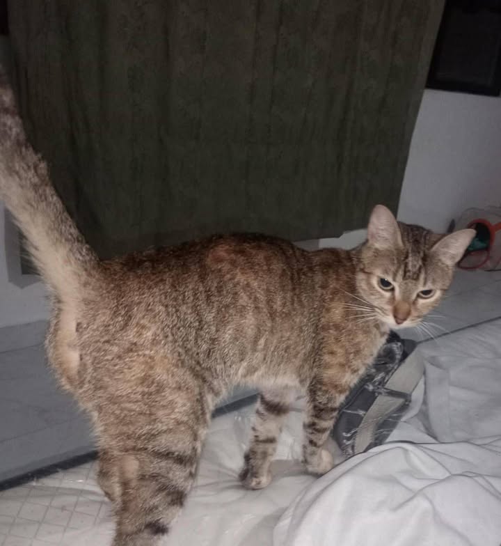 Adopción de Gatica en Pereira 