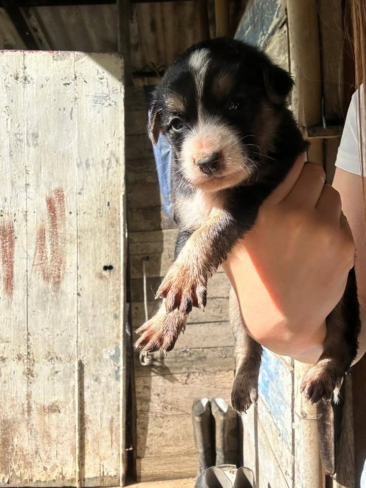 Bebés para adopción en Tuluá, Valle 