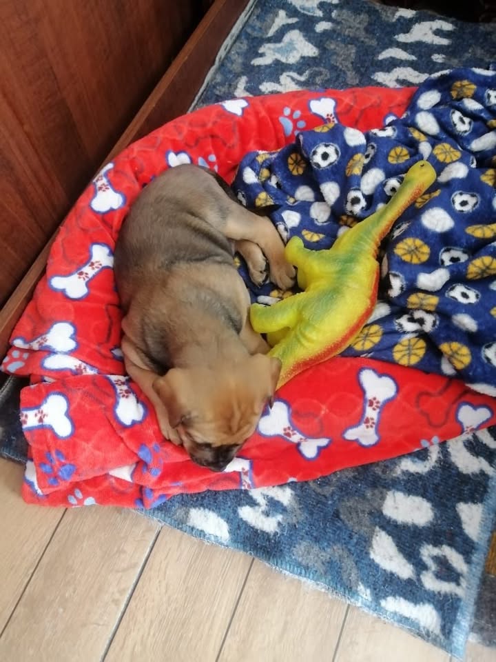 Cachorro en Adopcion - Bogotá 