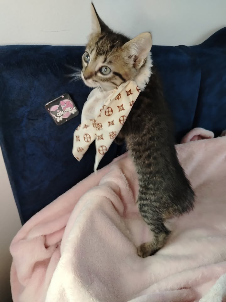 Adopta gatitos en Bogotá 