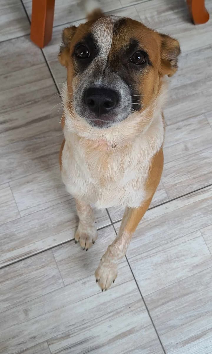 Adopción de perrita en Pereira, Risaralda 
