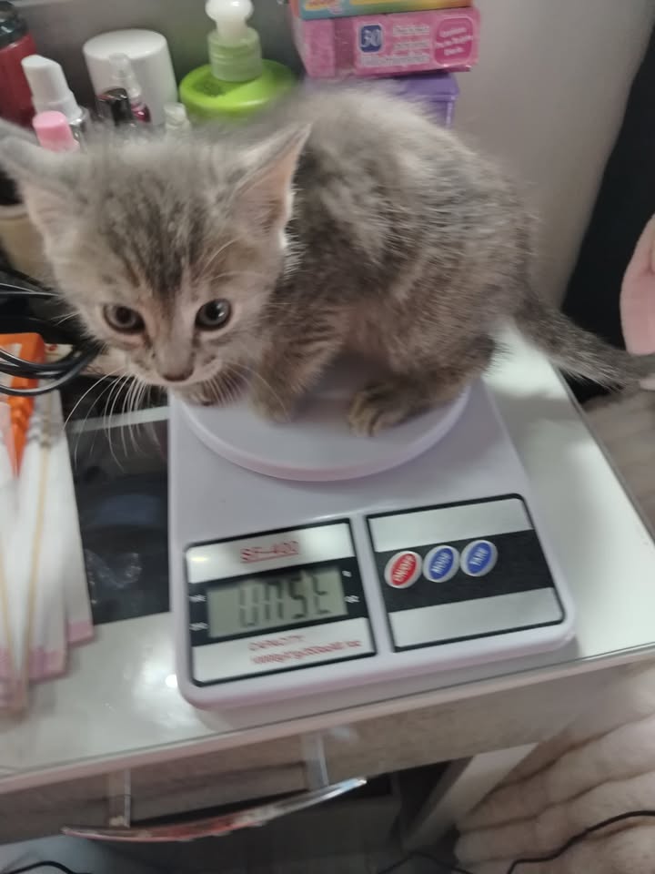 Adopta gatitos en Bogotá 