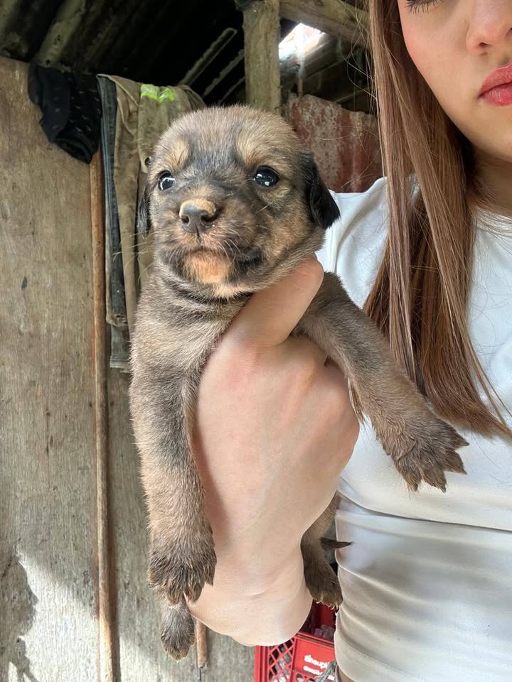 Bebés para adopción en Tuluá, Valle 