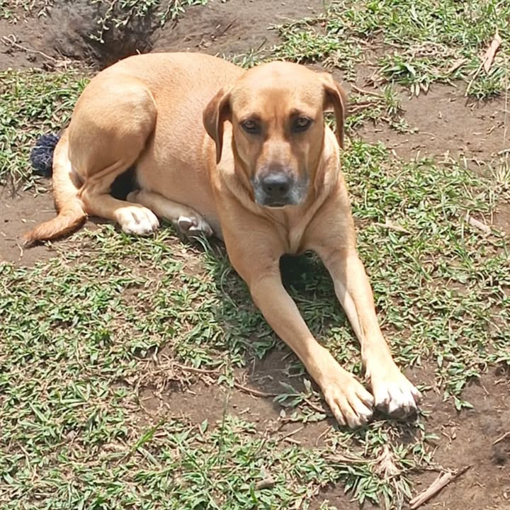 Perra en adopción urgente en Cali, Valle 