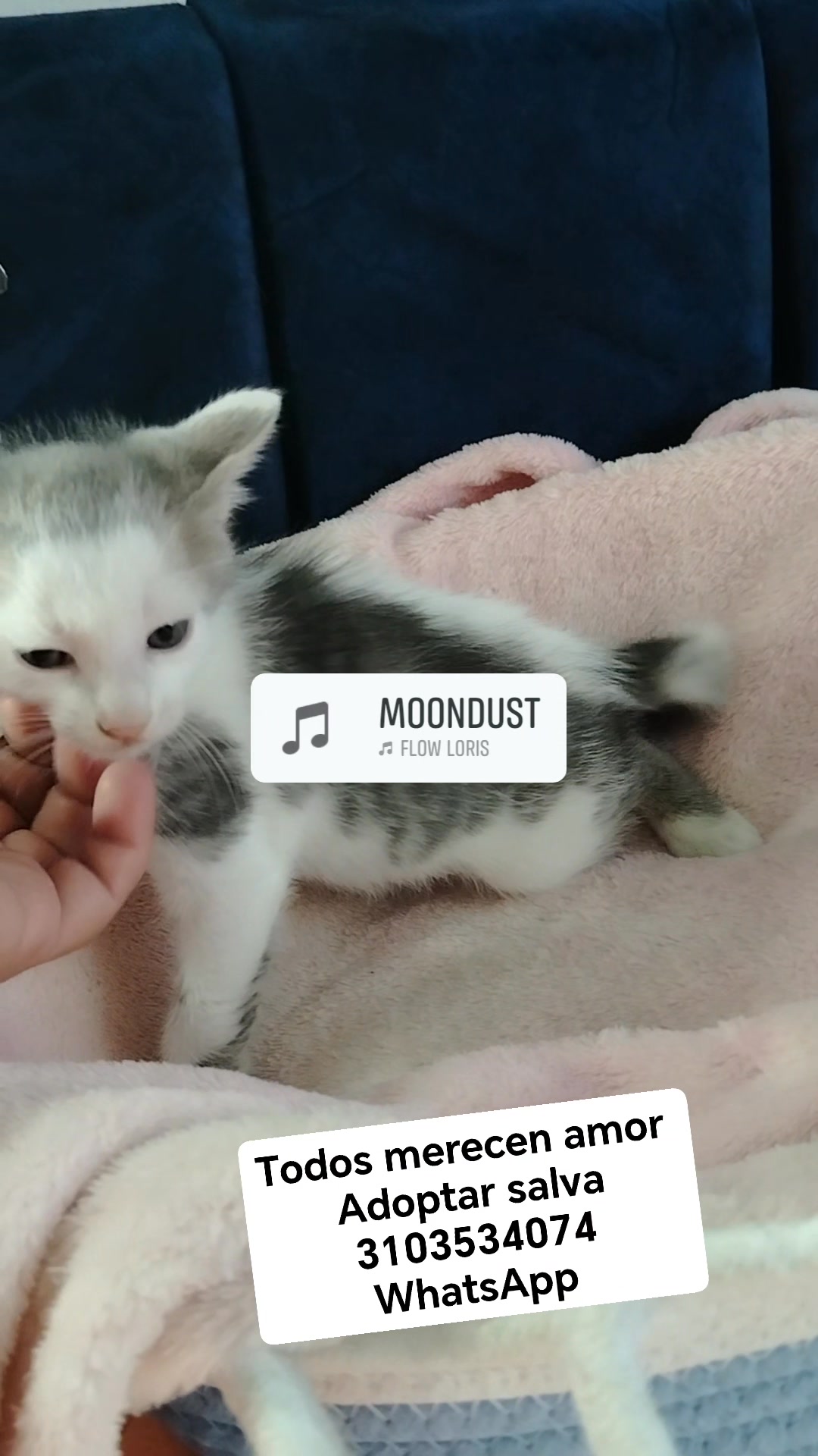 Gato bebé en adopción en Bogotá 