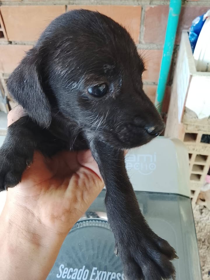 Adopción responsable de cachorros en Amagá, Antioquia 