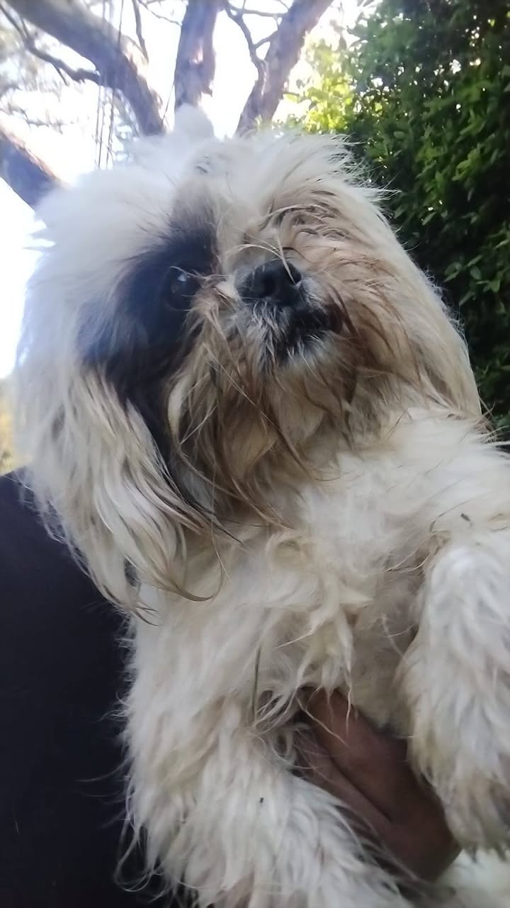 Perrita encontrada en Amagá, Antioquia 