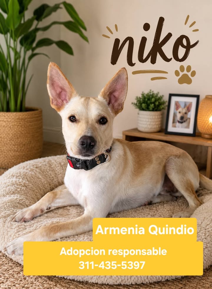 Perros en adopcion en Armenia, Quindio 
