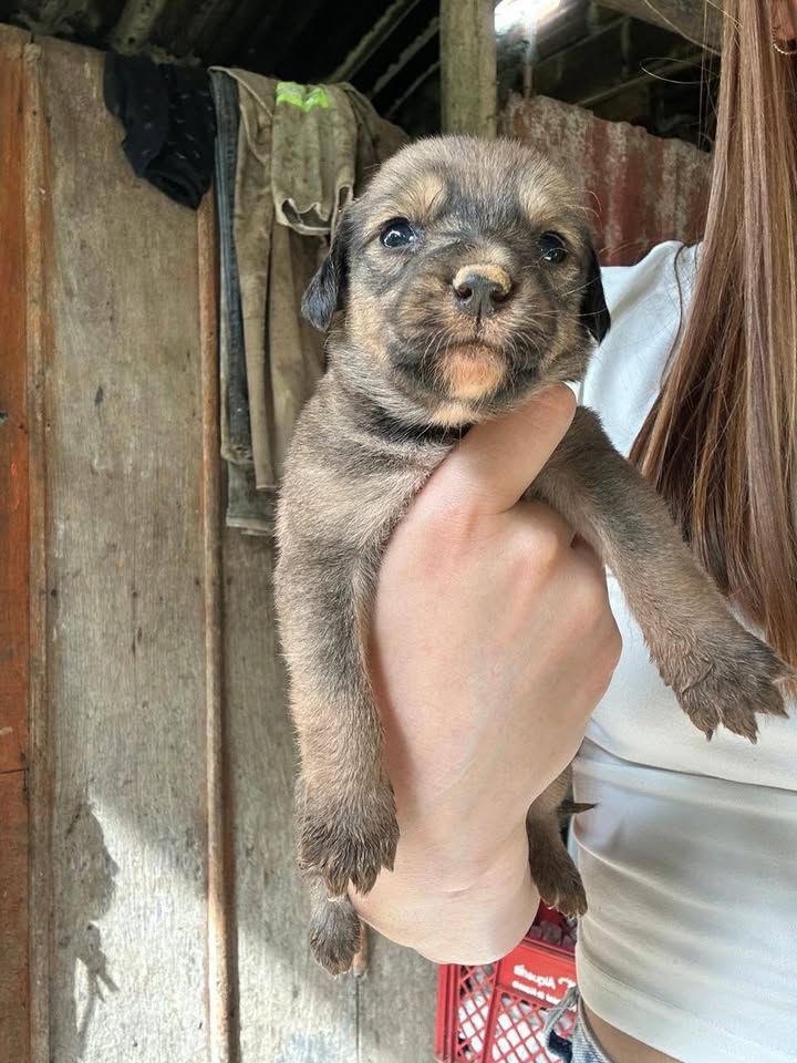 Bebés para adopción en Tuluá, Valle 