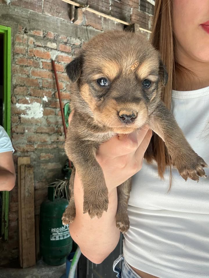 Bebés para adopción en Tuluá, Valle 