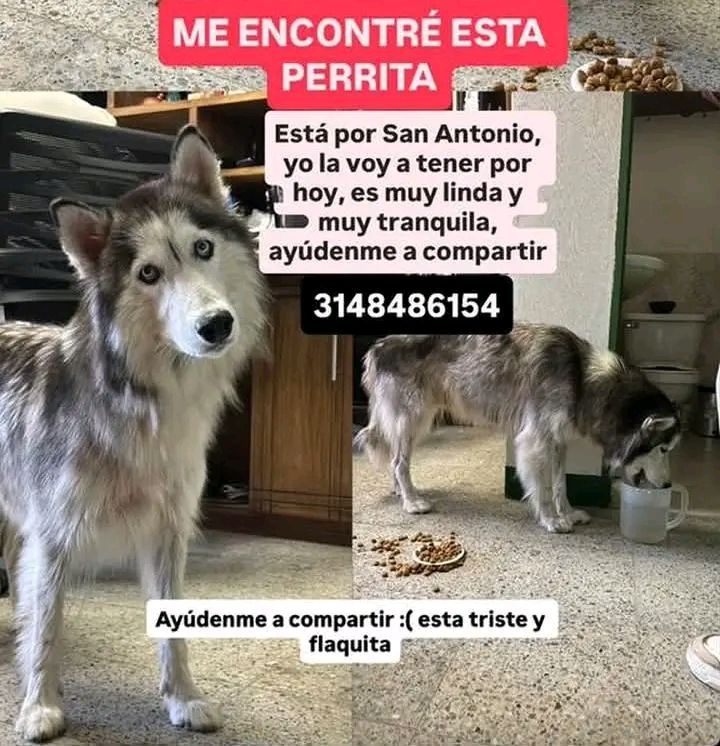 Perra Husky encontrada en Tuluá 