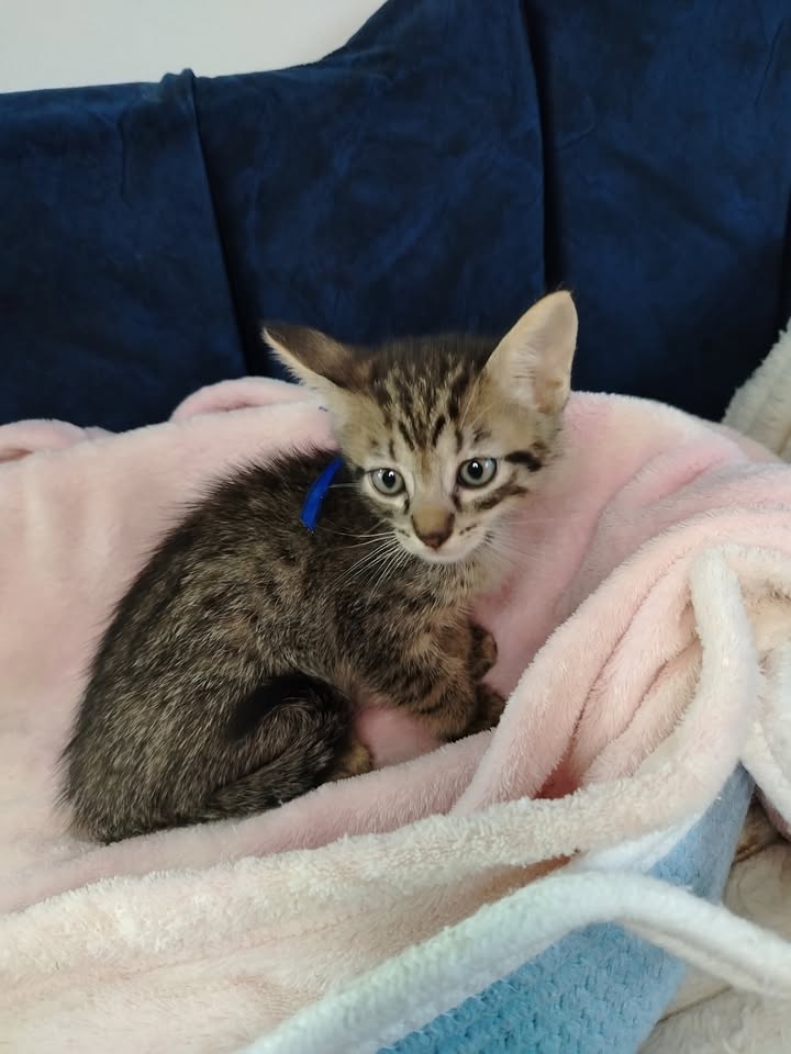 Adopta gatitos en Bogotá 