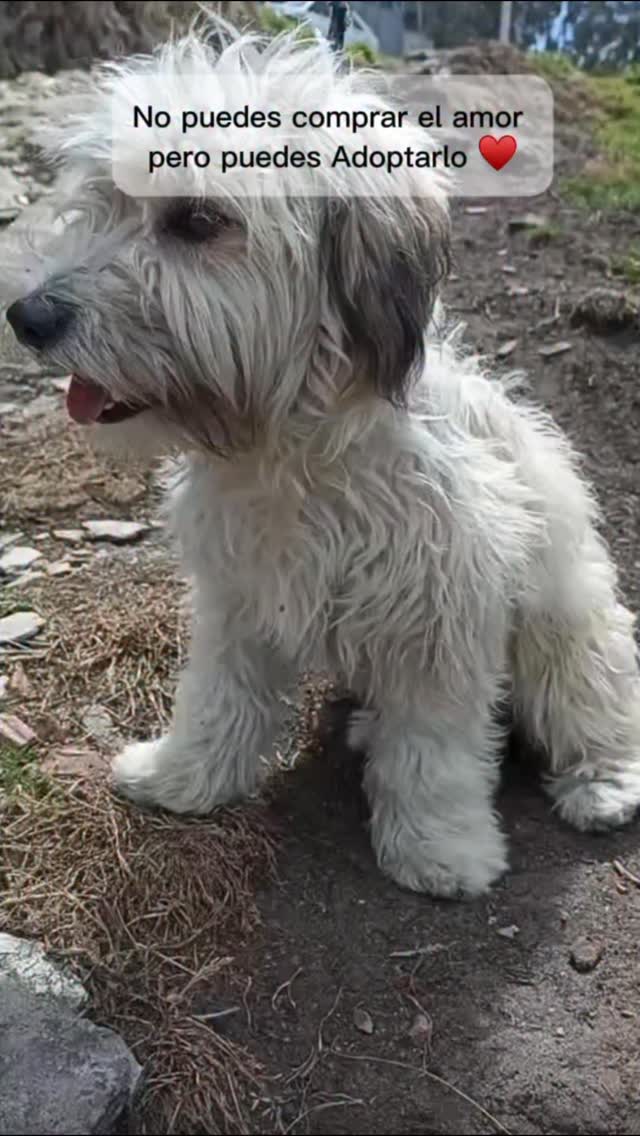 Historia de adopción de Lisa Margarita, perrita rescatada en Bogotá 