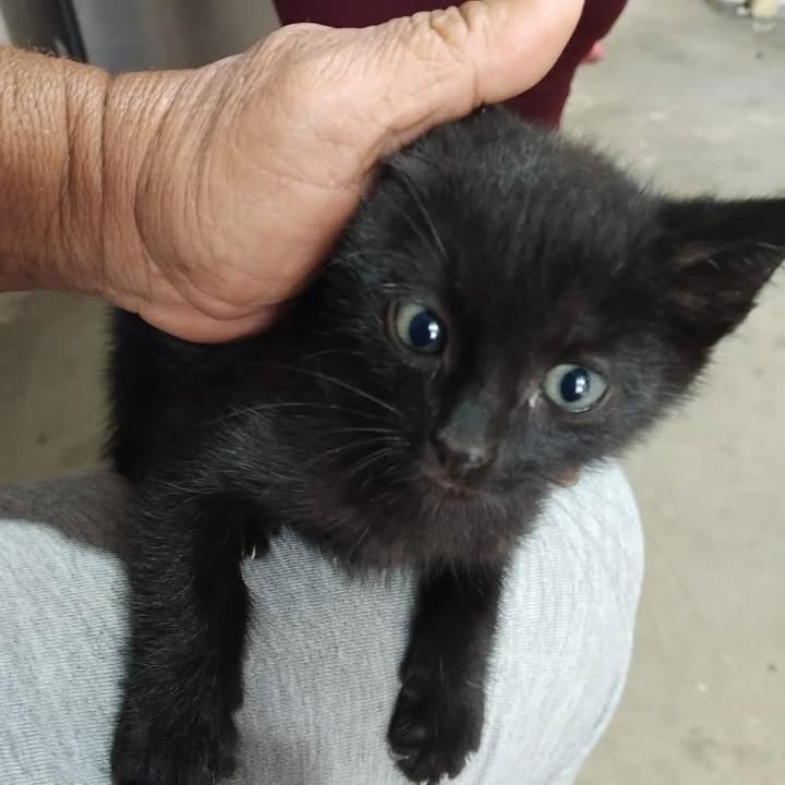 Cachorros en adopción en La Victoria, Valle 