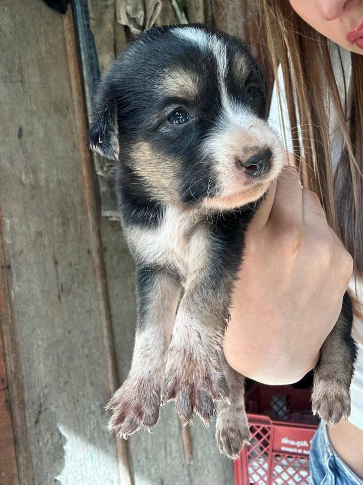 Bebés para adopción en Tuluá, Valle 